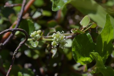 Scandia geniculata, photographed by Christopher Stephens