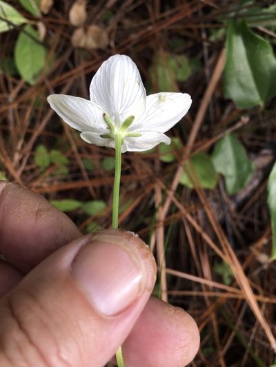 Parnassia caroliniana, photographed by Becky Dill