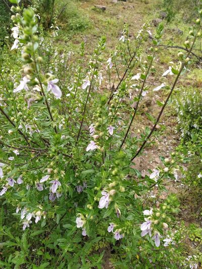 Teucrium bicolor, photographed by Samuel Gonzalez Ariztia