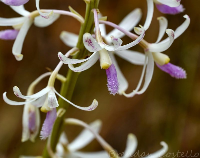 Dipodium stenocheilum, photographed by Brendan Costello