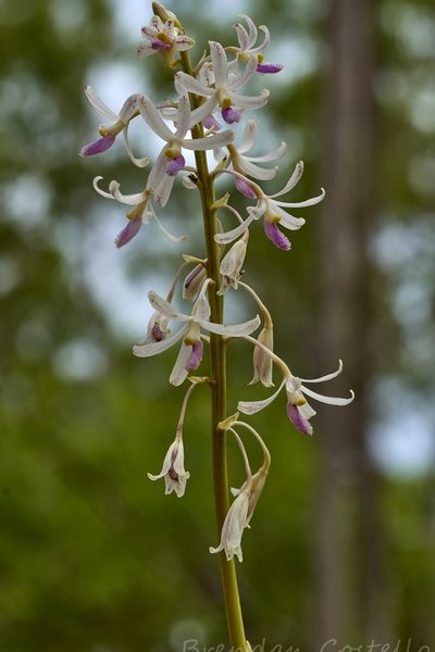 Dipodium stenocheilum, photographed by Brendan Costello