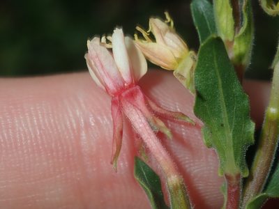 Oenothera mollissima, photographed by Thomas Mesaglio
