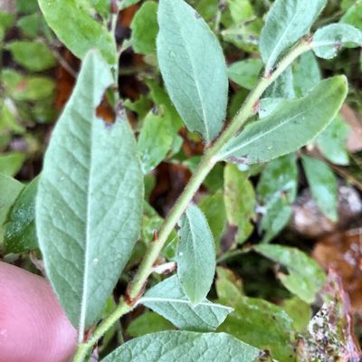 Vaccinium myrtilloides, photographed by Jamie VanBuskirk