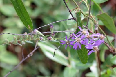 Symphyotrichum concolor, photographed by Lauren McLaurin