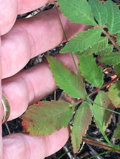 Rhus michauxii, photographed by Becky Dill