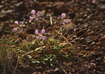 Cleome oxalidea, photographed by Tony Eales