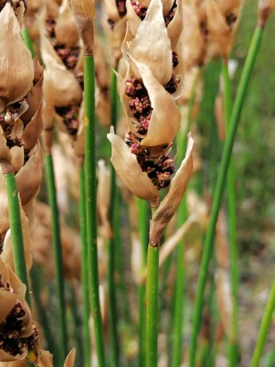Elegia fistulosa, photographed by flamelily