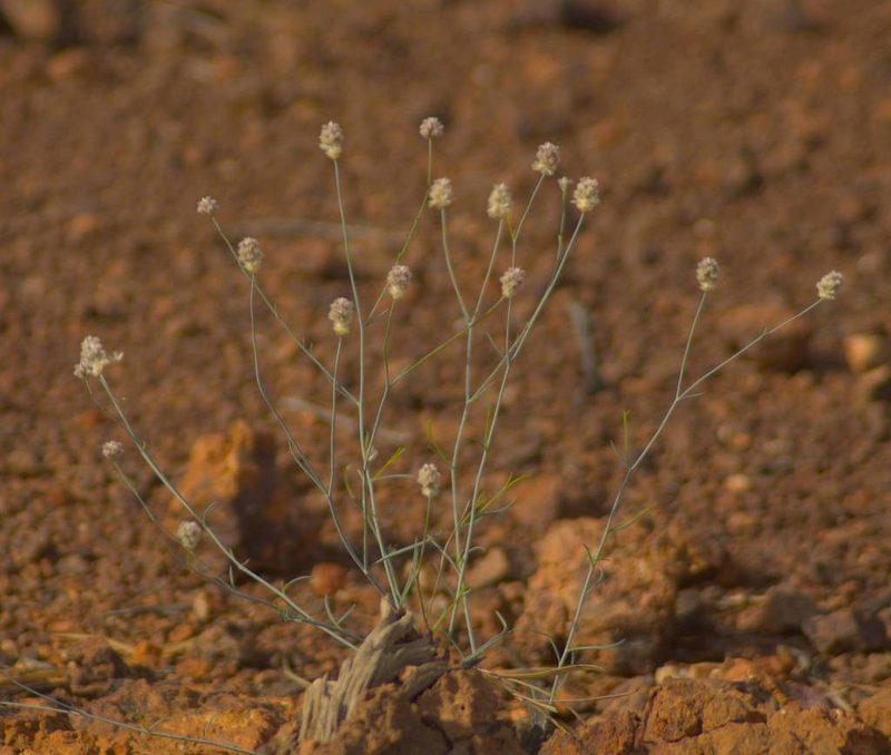 Ptilotus schwartzii, photographed by Tony Eales