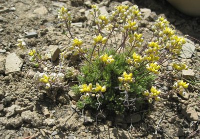 Draba novolympica, photographed by John Brew