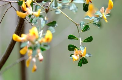Pultenaea daphnoides, photographed by Peter Crowcroft