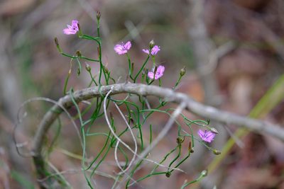 Thysanotus patersonii, photographed by Peter Crowcroft