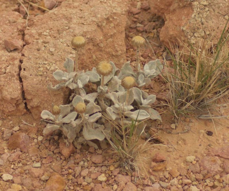 Anemocarpa podolepidium, photographed by Tony Eales