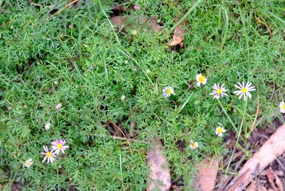 Brachyscome multifida, photographed by Peter Crowcroft