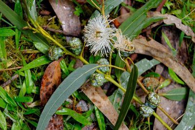 Eucalyptus globulus, photographed by Peter Crowcroft