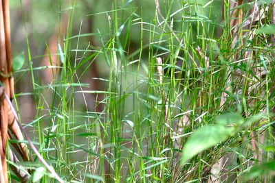 Tetrarrhena juncea, photographed by Peter Crowcroft