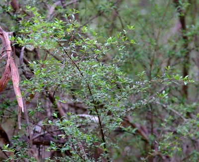 Coprosma quadrifida, photographed by Peter Crowcroft