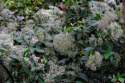 Olearia argophylla, photographed by Peter Crowcroft