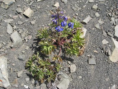 Delphinium glareosum, photographed by John Brew