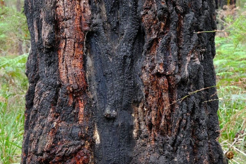 Eucalyptus tricarpa, photographed by Peter Crowcroft