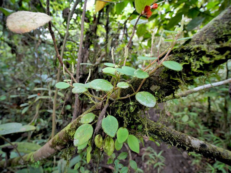 Peperomia ciliaris, photographed by Philipp Hoenle