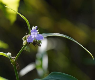 Tradescantia subaspera, photographed by Daniel S. Katz