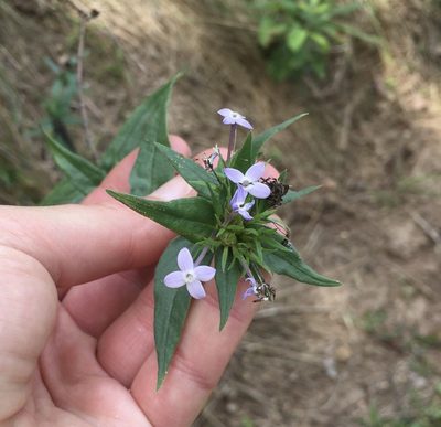 Conostomium natalense, photographed by Sunčana Bradley
