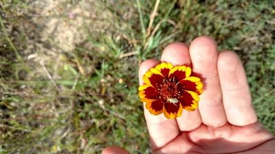 Thelesperma burridgeanum, photographed by Cleveland Powell