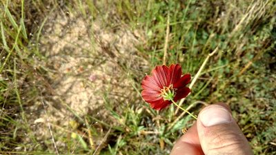 Thelesperma burridgeanum, photographed by Cleveland Powell