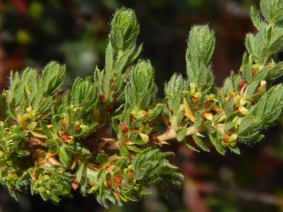 Cliffortia polygonifolia, photographed by melda