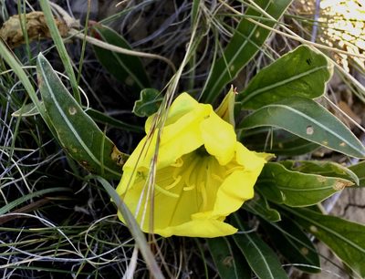 Oenothera howardii, photographed by Yj