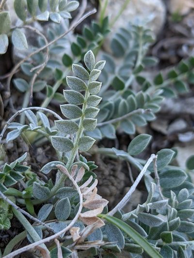 Astragalus incanus, photographed by Denis Bastianelli