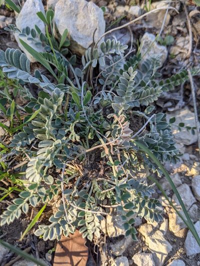 Astragalus incanus, photographed by Denis Bastianelli