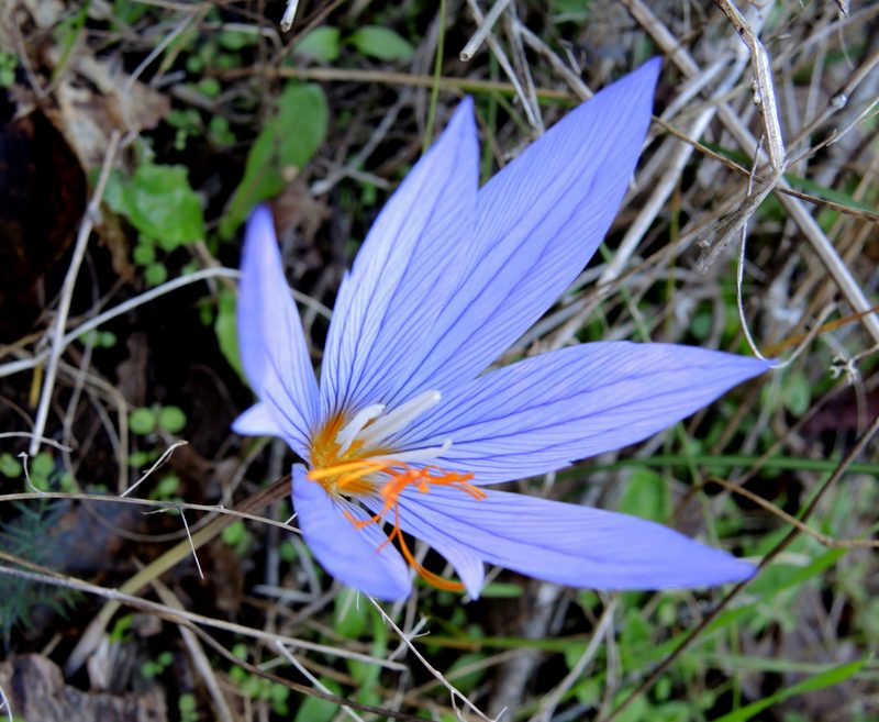Crocus ibrahimii, photographed by katunchik