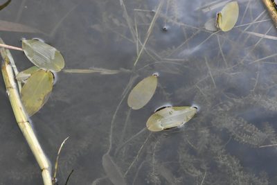 Potamogeton natans, photographed by Марина Садыкова