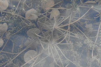 Hydrocharis morsus-ranae, photographed by Марина Садыкова