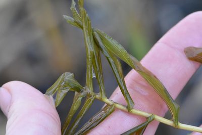 Potamogeton perfoliatus, photographed by Марина Садыкова