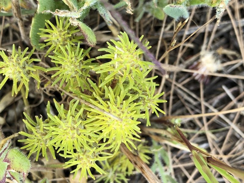 Dischisma capitatum, photographed by Caroline Voget