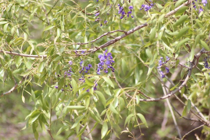 Bolusanthus speciosus, photographed by Noeleen du Toit