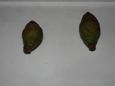 Lafoensia punicifolia, photographed by fede2cr