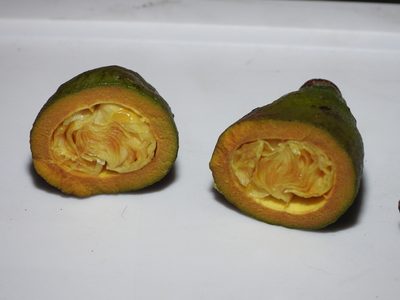 Lafoensia punicifolia, photographed by fede2cr