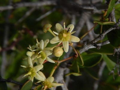 Putterlickia pyracantha, photographed by melda