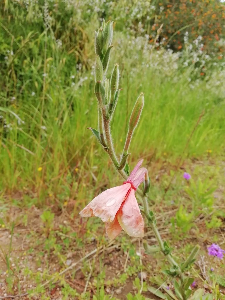 Oenothera parodiana, photographed by Agustina Medina