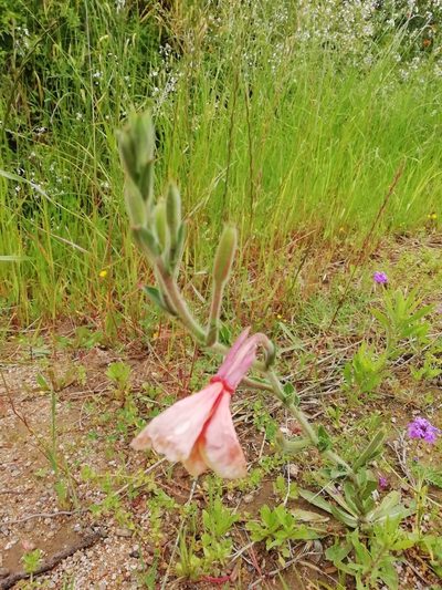 Oenothera parodiana, photographed by Agustina Medina