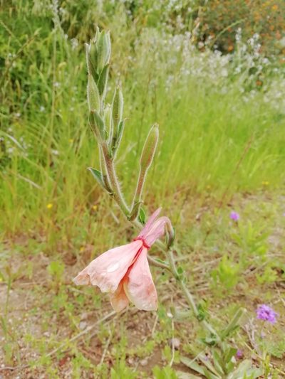 Oenothera parodiana, photographed by Agustina Medina