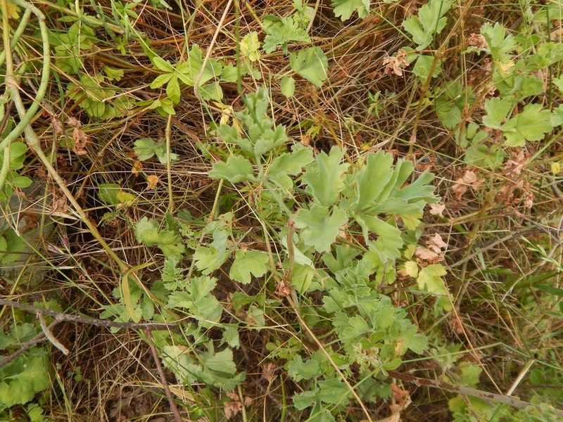 Pelargonium gibbosum, photographed by melda