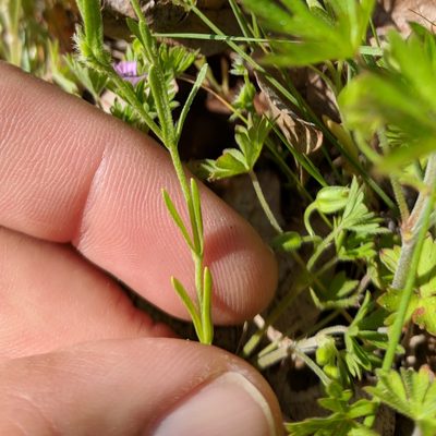 Pectocarya pusilla, photographed by Andy Kleinhesselink