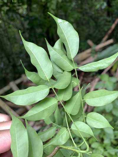 Santaloides minor, photographed by 呂一起(Lyu yi-chi)