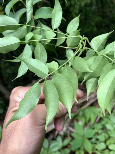 Santaloides minor, photographed by 呂一起(Lyu yi-chi)