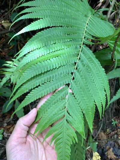 Sphaerostephanos productus, photographed by 呂一起(Lyu yi-chi)