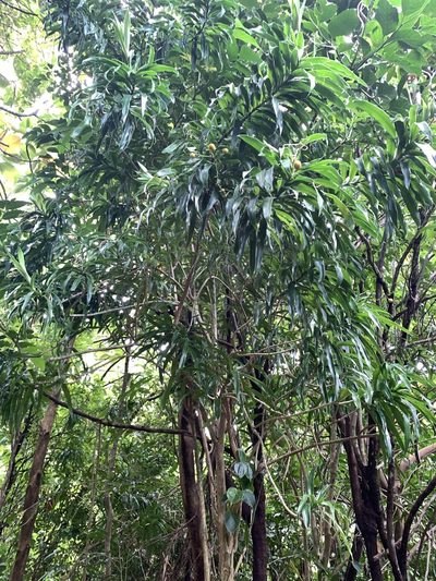 Dracaena angustifolia, photographed by 呂一起(Lyu yi-chi)